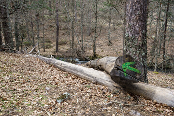 La laguna negra View on Soria