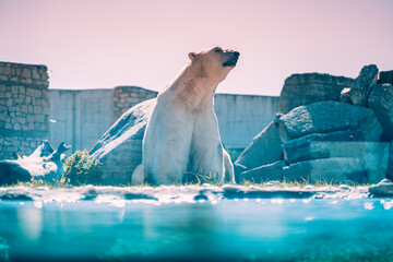 Big white beautiful polar bear in the pool watching to the sky sitting in front of camera