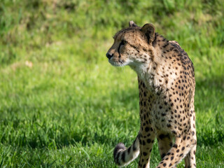 Gepard