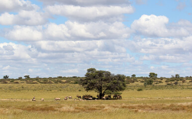 Fototapeta na wymiar Springbok and Gemsbok in the Kgalagadi, South Africa