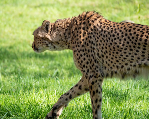 Gepard