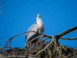 Ein Vogel in seinem Nest.
