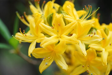  Gelb blühende Rhododendron