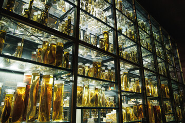 Kuriose und exotische Tiere in zoologischen Museum