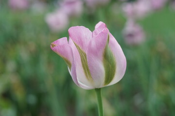 Fototapeta premium Pink und grün mit weiß gefärbte Blüte einer sehr schönen offenen Tulpe