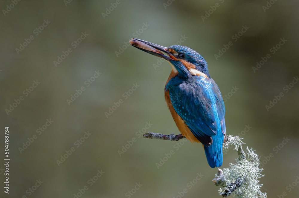Poster a male kingfisher is perched on a lichen covered branch having just caught a fish. it has turned the
