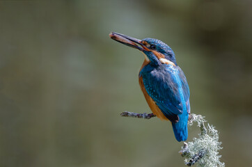 A male kingfisher is perched on a lichen covered branch having just caught a fish. It has turned the fish in its beak tail first so when he feeds his mate, he passes to her head first