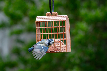 Blue tit, cyanistes caeruleus, head through plastic holes on suet garden feeder