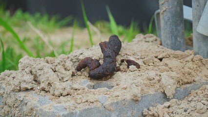 Stinky Dog Poop Left Outdoor Not Cleaned Up by Lazy Unaware Pet Owner