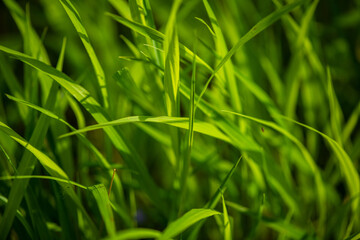 spring summer plant on blurred background in macro objection, macrophotography