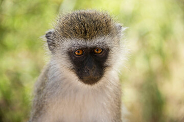 Young vervet monkeys with black face closeup with orange eyes in Tanzania, Africa
