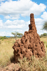 African mound-building termites build towering mounds, nests or castles and are a common sight in the Africa landscape made from their saliva, feces and clay.