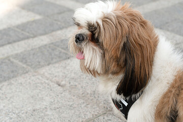 The muzzle of a beautiful purebred Shih Tzu dog close-up.