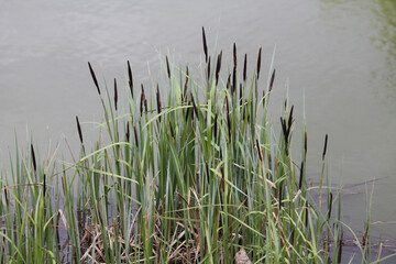 Distant sedge (Carex distans) plant on shore of pond