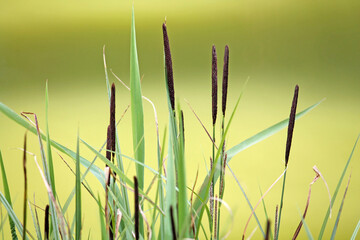 Black spikes of distant sedge (Carex distans) in spring - obrazy, fototapety, plakaty
