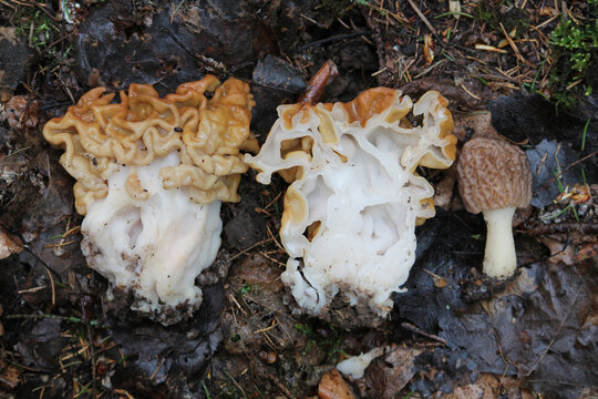Snow false morel (Gyromitra gigas) and true morel (Morchella deliciosa) mushrooms in spring forest