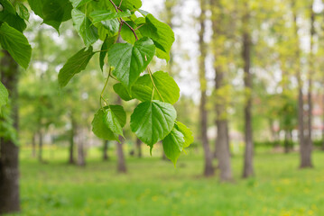 green young leaves on the background of a forest, park. background with leaves.
