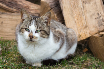 Funny cat on firewoods background. Sitting cat with strange look on backyard. Adorable kitten in village. Rural animals. Cute domestic cat. Pets concept. Funny kitty portrait. Cat in ukrainian village