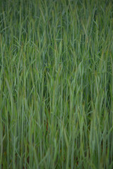 green field with grass. background. field with unripe wheat