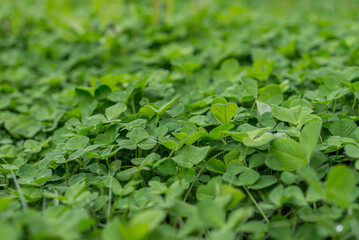 clover leaf field, summer background