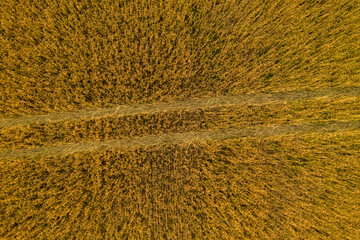 Top view of agricultural cereal field and tire tracks