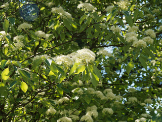 (Cornus controversa) Cornouiller discuté ou cornouiller des pagodes, tronc marron et fleurs en...