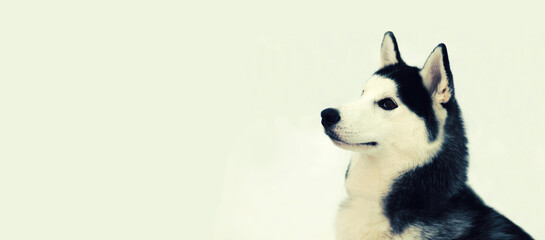 Close up of husky dog looking away outdoors in winter park, blank copy space for advertising text © rohappy