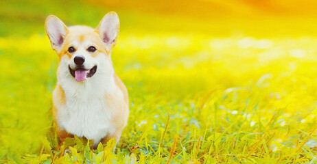Happy dog Welsh Corgi Pembroke on the grass in summer sunny day