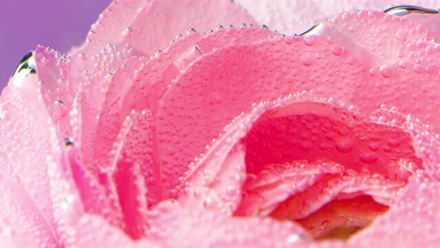 Rose bud underwater covered by tiny air bubbles, macro view. Stock footage. Floral background of a light pink rose swaying in front of a purple wall.