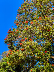 orange color flower tree in the city