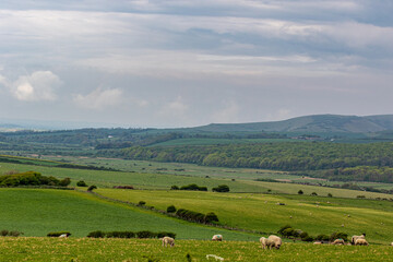 Fototapeta na wymiar landscape with sheep
