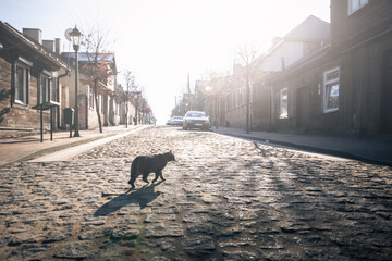 dog in the street - obrazy, fototapety, plakaty