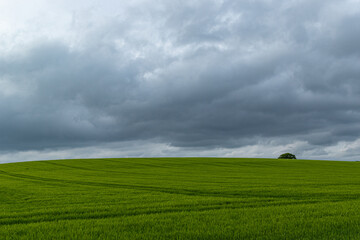 field and blue sky