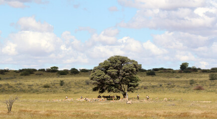Springbok and Gemsbok in the Kgalagadi, South Africa