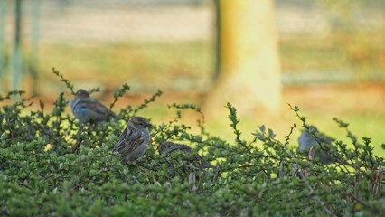 Fototapeta premium Group of Gray Sparrows Scared Off Flying Off Green Shrubs