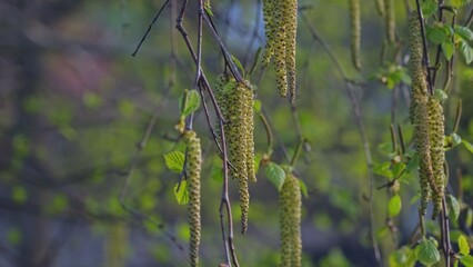 Allergen Silver Weeping Birch Tree Betula Pendula Flowers Catkins Seeds 
