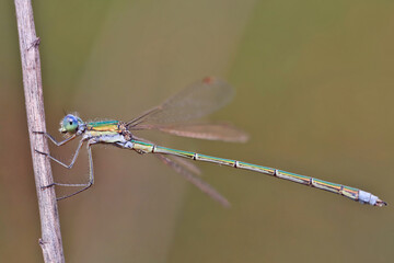 Dragonfly (Emerald dragonfly, Lestes dryas) has a small size, thin elongated Metallic shiny body. At rest, he keeps his wings open.