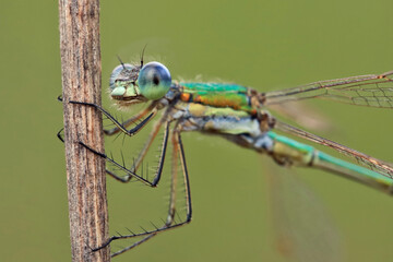 Dragonfly (Emerald dragonfly, Lestes dryas) has a small size, thin elongated Metallic shiny body. At rest, he keeps his wings open.