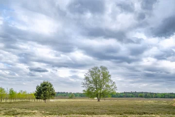 Foto auf Leinwand Heide bij Heerde © Holland-PhotostockNL