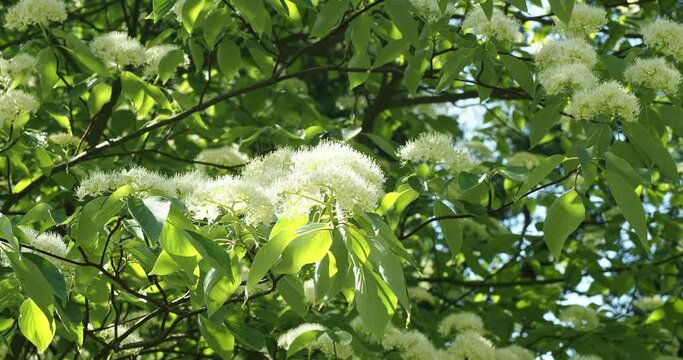 (Cornus controversa) Cornouiller discut&eacute; ou cornouiller des pagodes, aux rameaux horizontaux garnis de fleurs en cymes aplaties blanc-cr&egrave;me se balan&ccedil;ant dans le vent