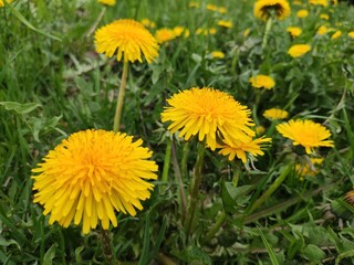 Naklejka premium amazing super cute abstract and nice picture