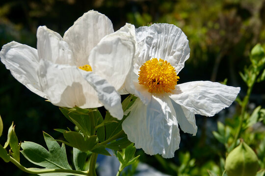 beautiful white flower blooming in the sunlit garden