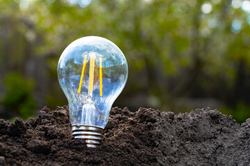 Growing light bulbs. Glass lamps growing on the ground outdoors, close up. The energy of nature....