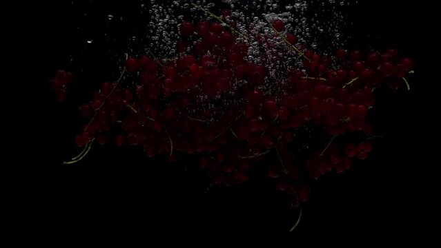 Slow motion currents ribes falling into transparent water on black background. Fresh berry splashing in aquarium. Healthy food, diet, fruit, air bubbles
