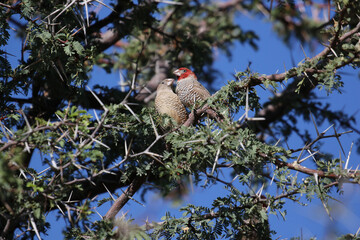 Red-headed Finch sitting in an Acacia tree, Kgalagadi, South Africa