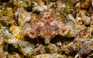 close up of a pegasus fish