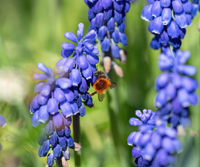 A bumblebee closeup among grape hyacinth at spring in jena