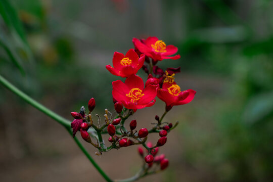 beautiful red flower belonging to the Melastomataceae family