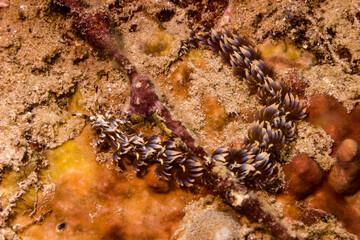 nudibranch on coral