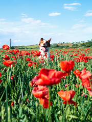 girl in poppy field